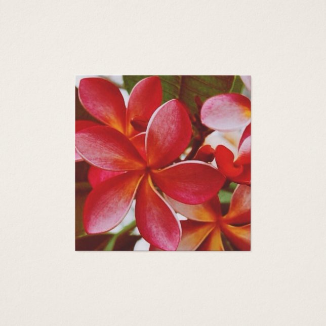 Plumeria hawaiana (Anverso)