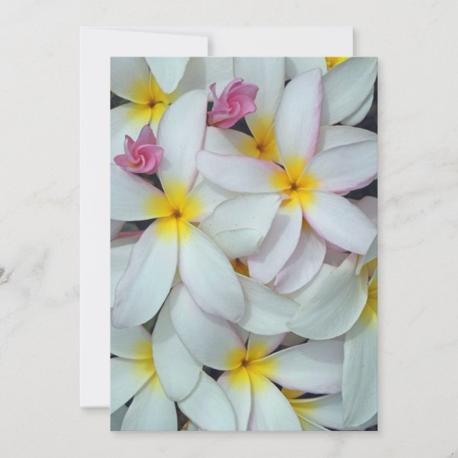 Plumeria hawaiana (Anverso)