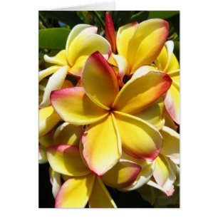 Plumeria hawaiano