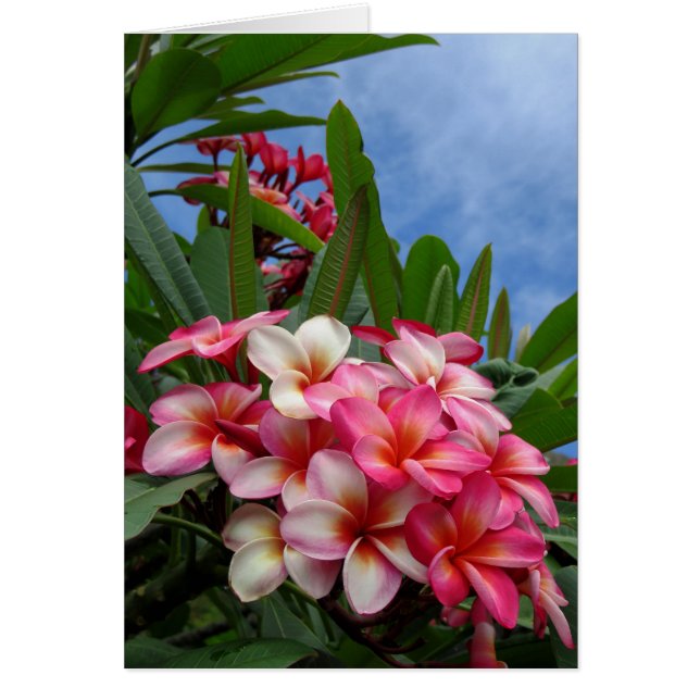 Plumeria hawaiano (Frente)