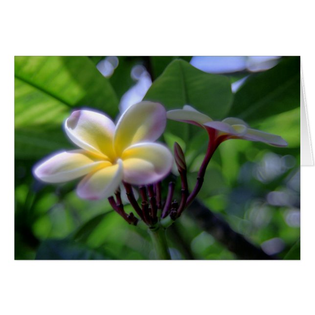 Plumeria Hawaii (Anverso (Horizontal))