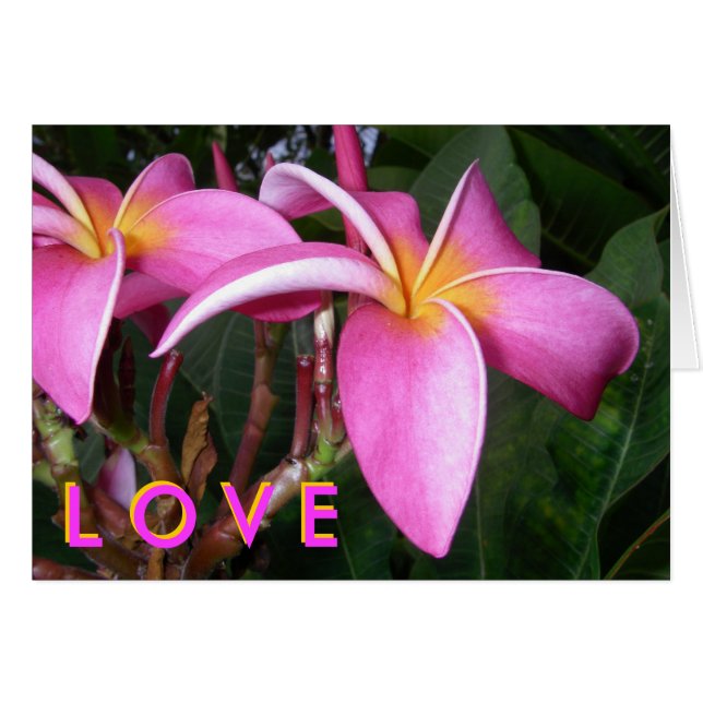 Plumeria L O V E (Anverso (Horizontal))