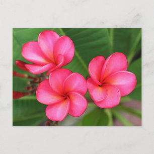 Plumeria - Miami Rose en postal