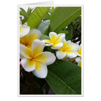 Plumeria perfecta