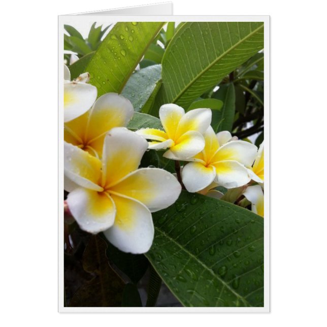 Plumeria perfecta (Frente)