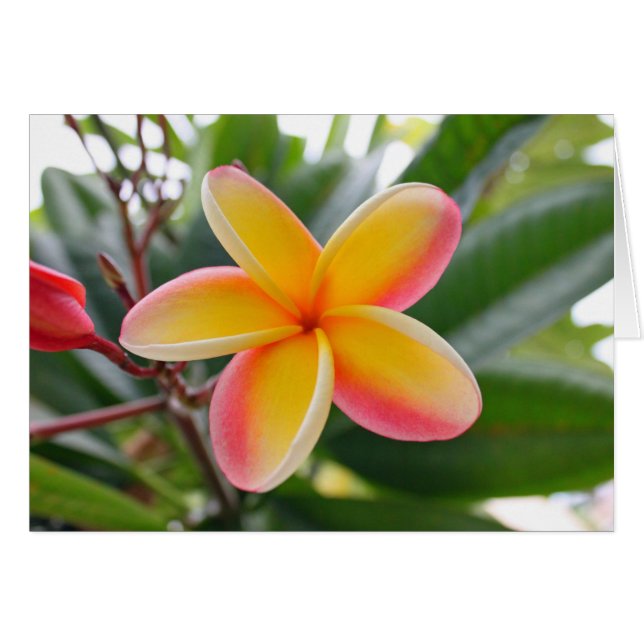 Plumeria roja y amarilla 1 (Anverso (Horizontal))