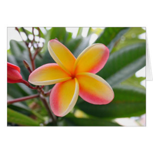 Plumeria rojo y amarillo 1