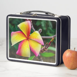 Plumeria rubra