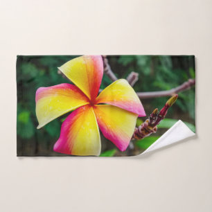 Plumeria rubra