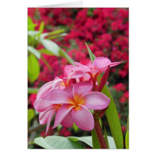 Plumeria y Bougainvillea