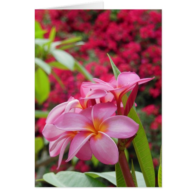 Plumeria y Bougainvillea (Frente)