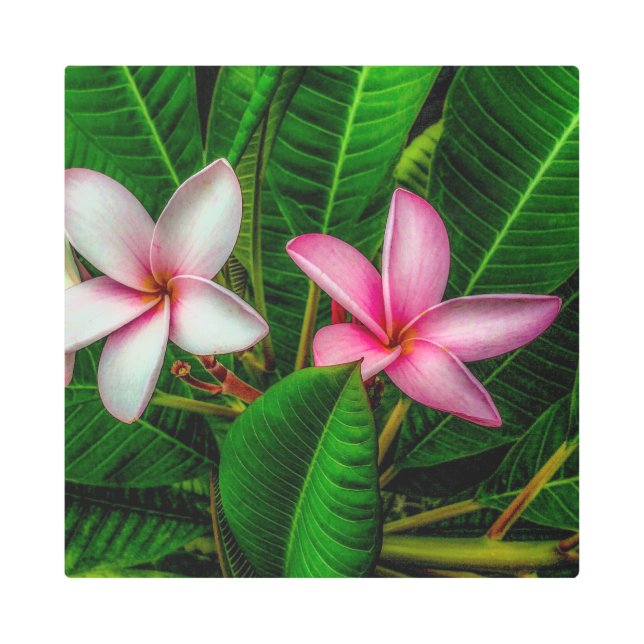 Plumerias en arte mural Metalizado blanco y rosa (Anverso)