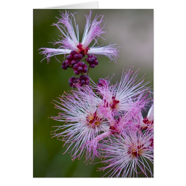 Plumero de hadas (Frente)