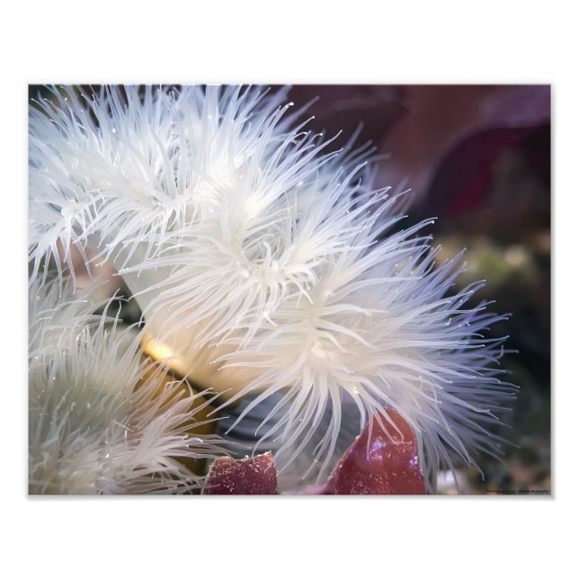 Plumose Anemone - foto de arte fino (Frente)