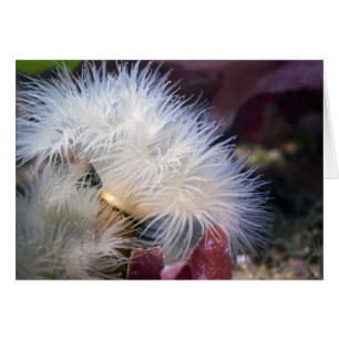 Plumose Anemone - Tarjeta
