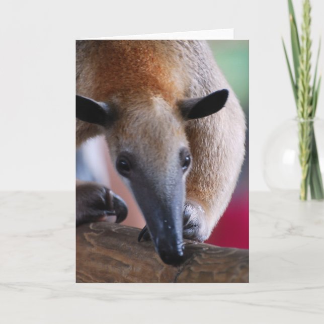 Poca tarjeta de felicitación del Anteater (Anverso)