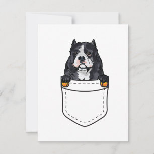 Pocket Bully Dog