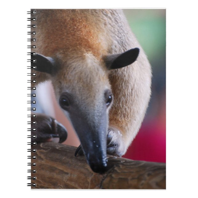 Poco cuaderno del Anteater (Frente)