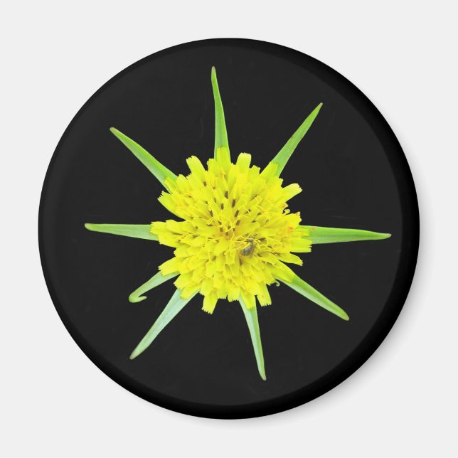 Poco imán de la flor salvaje del salsifí (Frente)