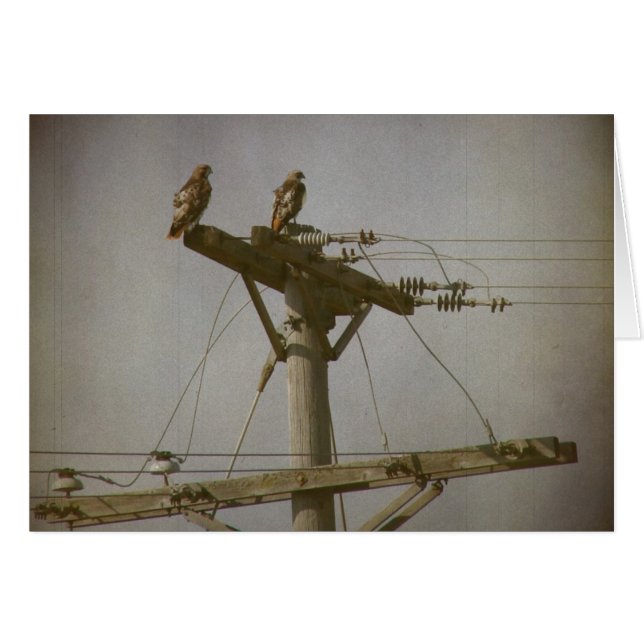 Poder de halcón (Anverso (Horizontal))