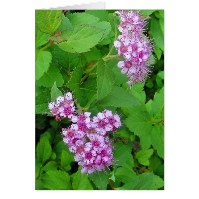 poder floral (Frente)