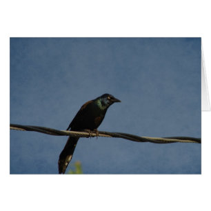 Poder Grackle