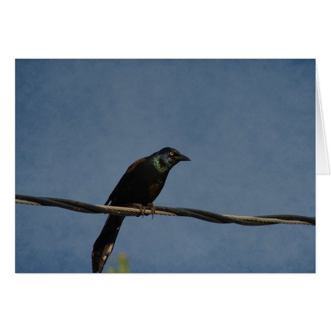 Poder Grackle (Anverso (Horizontal))