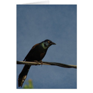 Poder Grackle, Alles Gute zum Geburts