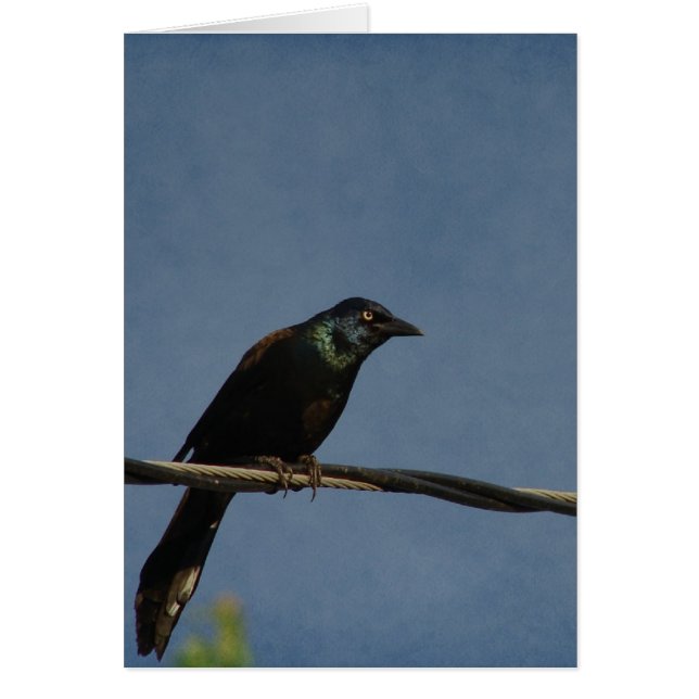 Poder Grackle, Alles Gute zum Geburts (Frente)
