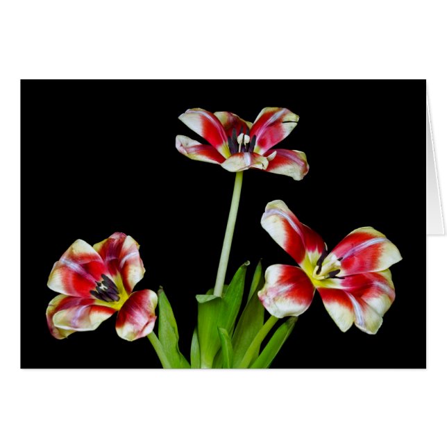 Poder Petal (Anverso (Horizontal))