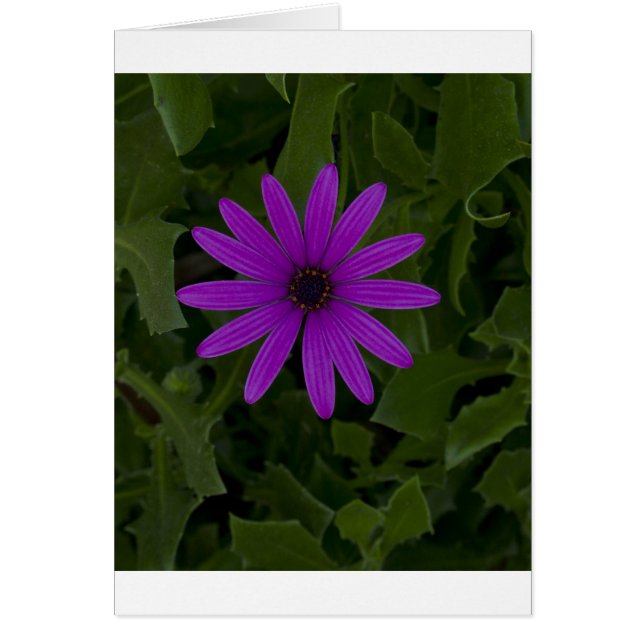 Poder púrpura (Frente)