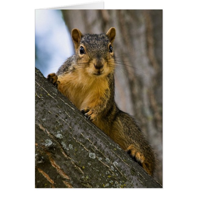 Podría Estar Interesado (Frente)