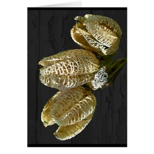 Pods de semillas de Lily Secas (Frente)