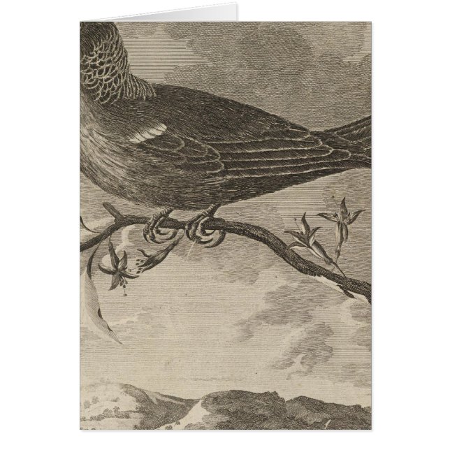 Poebird, Nueva Zelanda (Frente)