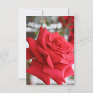 Poema de la tarjeta de cumpleaños de Red Rose Scot