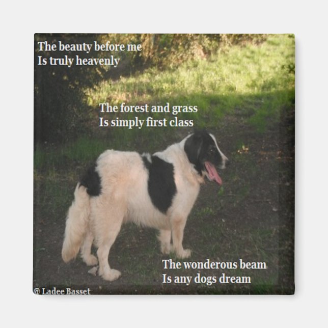 Poema del imán Cualquier Perro Dream Ladee Basset (Frente)