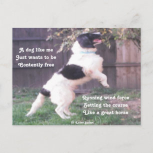 Poema Postal Perro Horse De Ladee Basset