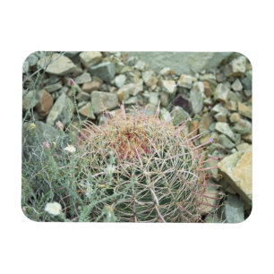 Poesía desértica Cactus Nevera decorativa imán