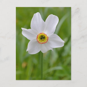 Poeticus Daffodil postal