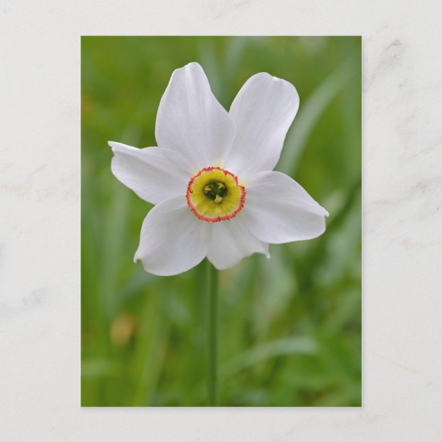 Poeticus Daffodil postal (Anverso)