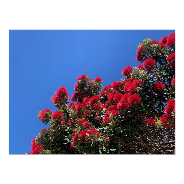 Pohutukawa Poster (Anverso)