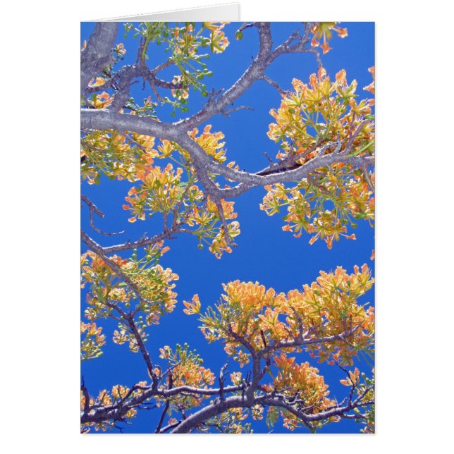 Poinciana amarillo (Frente)