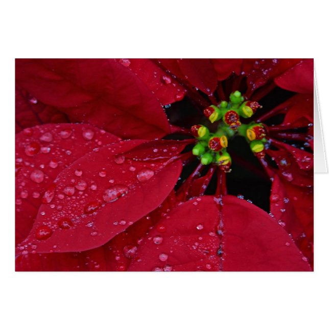 Poinsettia (Anverso (Horizontal))