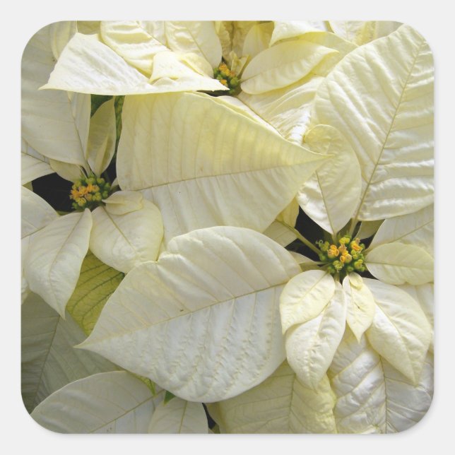 Poinsettia blanca Pegatina cuadrado grande (Anverso)