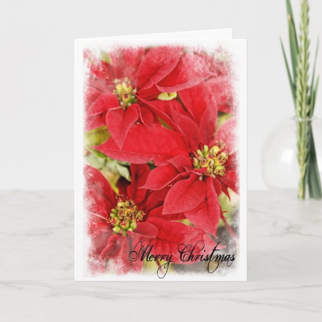 Poinsettia del navidad (Anverso)