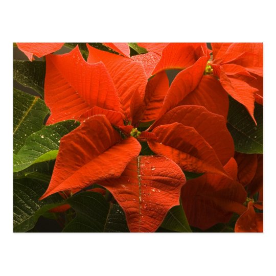 Poinsettia Postal
