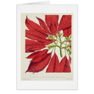 Poinsettia Pulcherrima (litho del color)