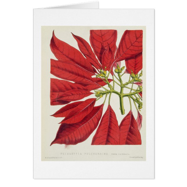 Poinsettia Pulcherrima (litho del color) (Frente)