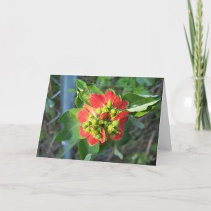 Poinsettia salvaje en una tarjeta única