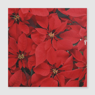 Poinsettias para Navidades